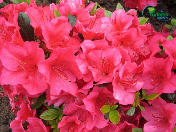 Azalia japońska Allotria